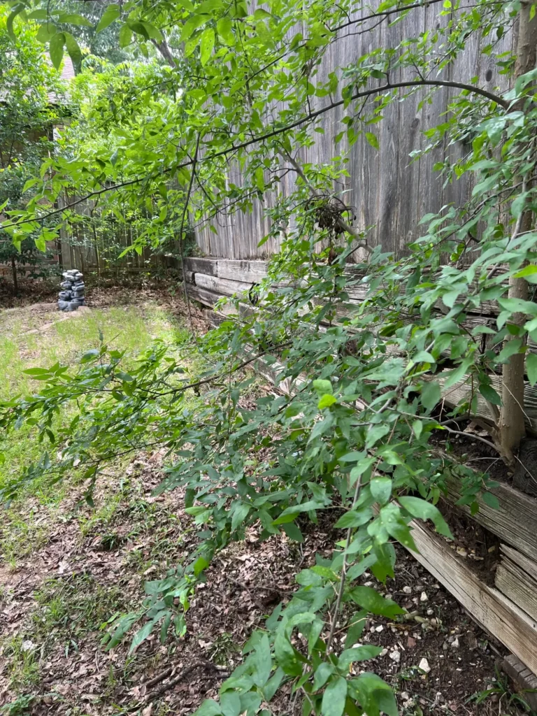 Arlington Before 5 Arlington Before