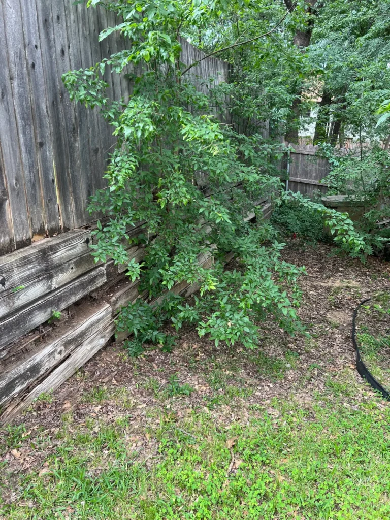 Arlington Before 7 Arlington Before